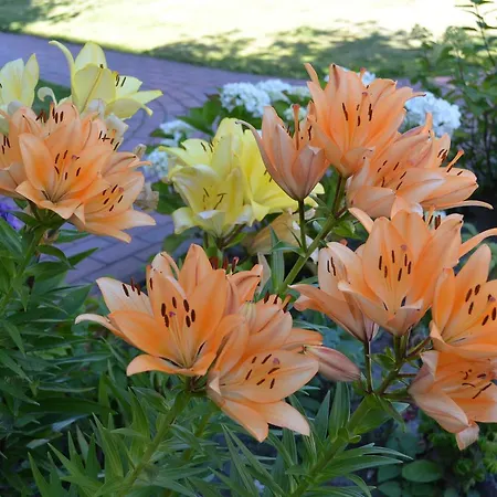 Apartamento Stranddomicil Steiner - Gaestehaeuser *